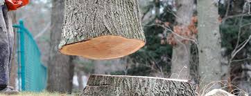 Best Hazardous Tree Removal  in St Peter, MN