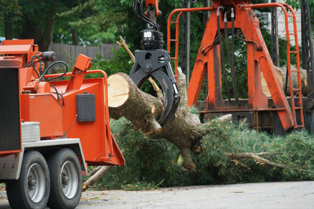 Best Commercial Tree Services  in St Peter, MN