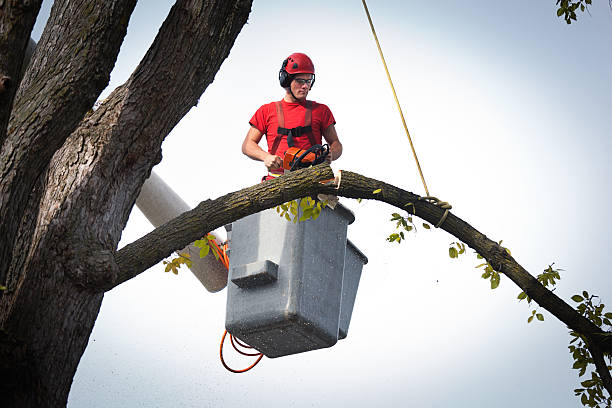 Best Storm Damage Tree Cleanup  in St Peter, MN