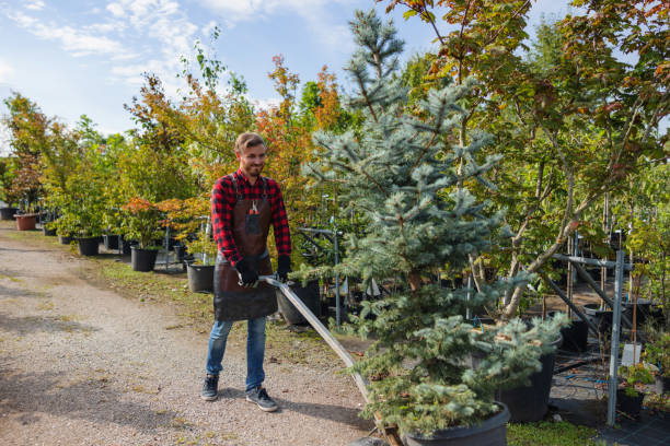 St Peter, MN Tree Removal Company
