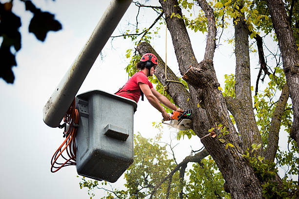 Best Landscape Design and Installation  in St Peter, MN
